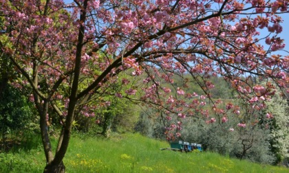 Albino, clamoroso altolà della Provincia alla variante al Pgt: la Valpredina non si tocca