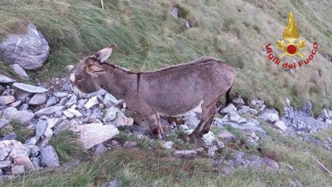 Asinello cade in un burrone: salvato in elicottero e medicato