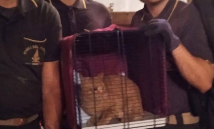 Lieto fine per il gatto Orlando: liberato dai Vigili del fuoco a Viadanica