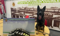 Trovati dalla Polizia locale 14 chili di hashish in un cassonetto del quartiere di Loreto