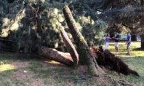 Caduto un albero al parco Goisis: grande cavità all'interno del tronco