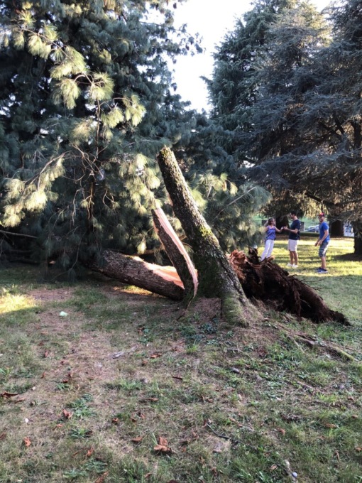 Caduto un albero al parco Goisis: grande cavità all’interno del tronco