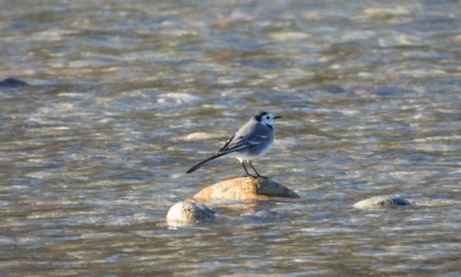 Eurobirdwatch, due percorsi in Bergamasca per osservare la migrazione degli uccelli