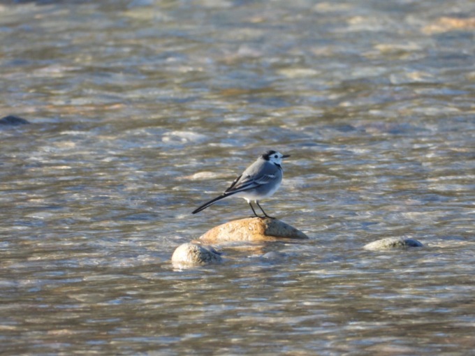 Eurobirdwatch, due percorsi in Bergamasca per osservare la migrazione degli uccelli