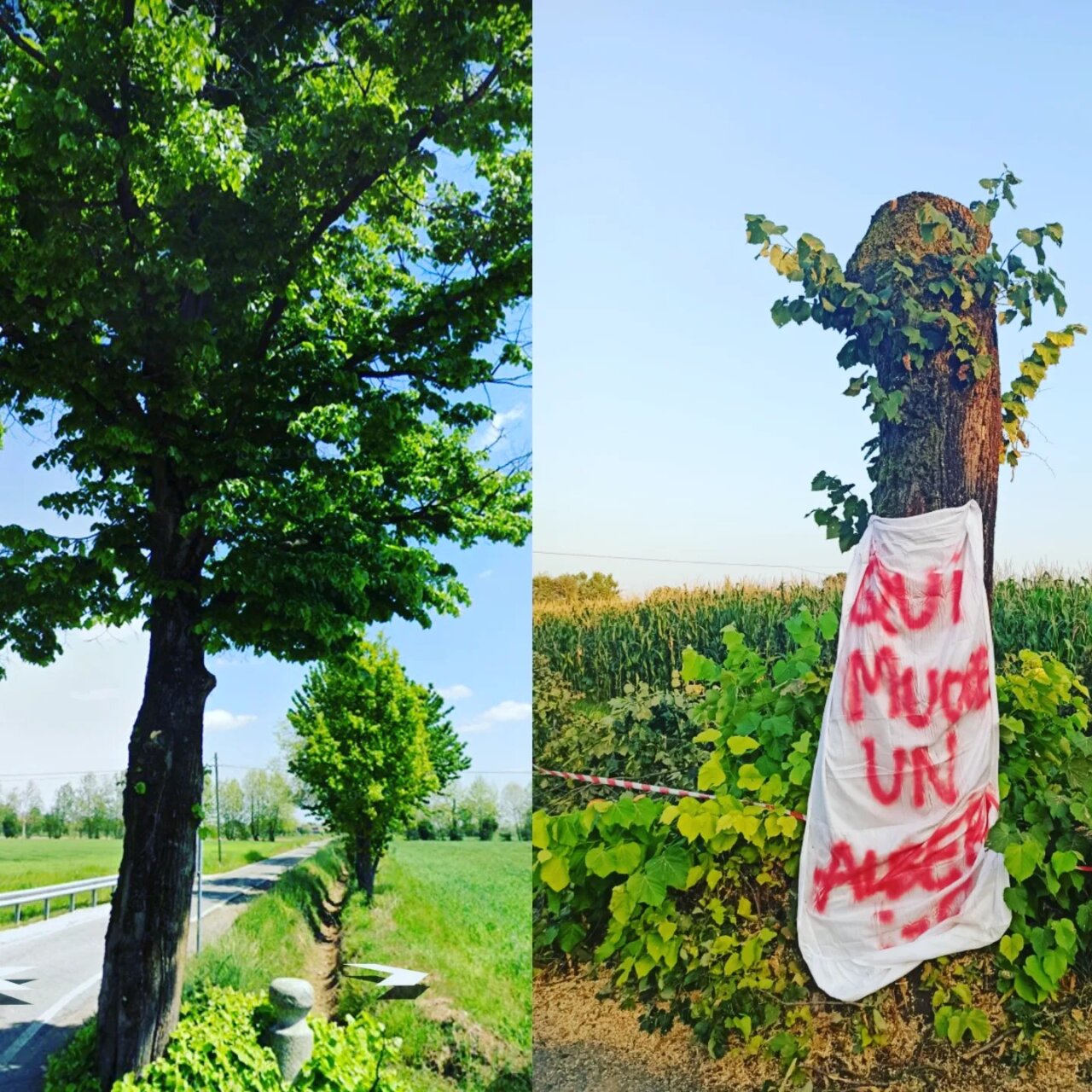 qui muore un albero 3