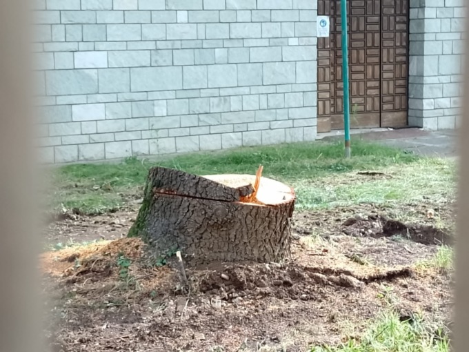 Seriate, via Buonarroti “perde” 73 alberi e il sindaco Vezzoli spiega il perché