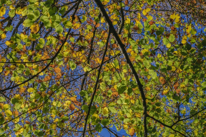 Passione foliage: due weekend in alta Valle Brembana dedicati alla bellezza dell’autunno