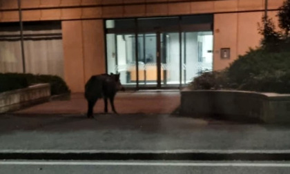 Cinghiale avvistato e fotografato in via Fratelli Calvi, alle 5 del mattino