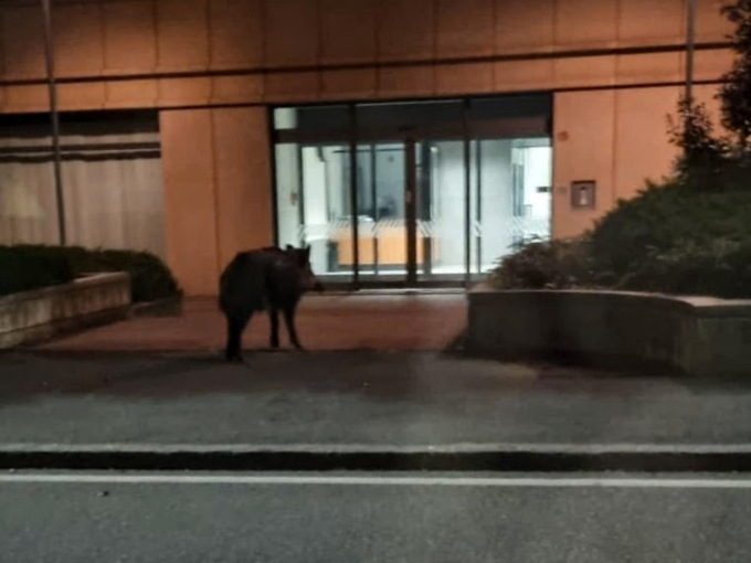 Cinghiale avvistato e fotografato in via Fratelli Calvi, alle 5 del mattino