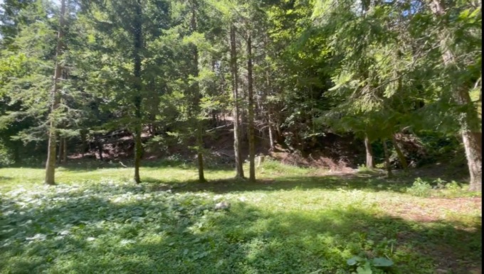 Dossena, successo per la raccolta fondi: il bosco attorno alle miniere si riqualificherà