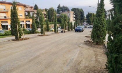 Ponte San Pietro, malumori per i cipressi tagliati al cimitero. Ma ecco quelli nuovi