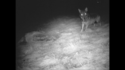 Tentato avvelenamento dei lupi a Gandellino, anche un’associazione animalista denuncerà gli allevatori