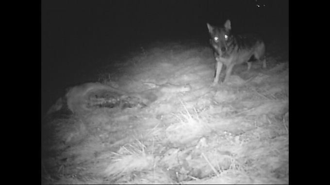 Tentato avvelenamento dei lupi a Gandellino, anche un’associazione animalista denuncerà gli allevatori