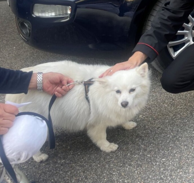 Storia a lieto fine per Flò e il suo padrone: ritrovata a Dalmine dai Carabinieri