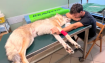 Apre una colletta per curare il suo cane lupo cecoslovacco: raccolti già oltre 20mila euro