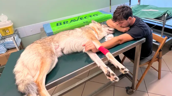Apre una colletta per curare il suo cane lupo cecoslovacco: raccolti già oltre 20mila euro