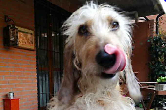 Muore e la sua cagnolina resta sola: Samira cerca una nuova famiglia