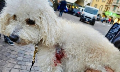 L'aggressione a Miele e un dubbio: il Dog Park di Villa di Serio è pericoloso per i cani piccoli?