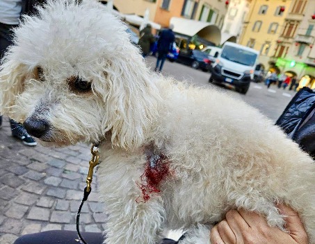 L’aggressione a Miele e un dubbio: il Dog Park di Villa di Serio è pericoloso per i cani piccoli?