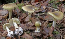 Cucina i funghi raccolti in giardino nel Cremasco e muore intossicata