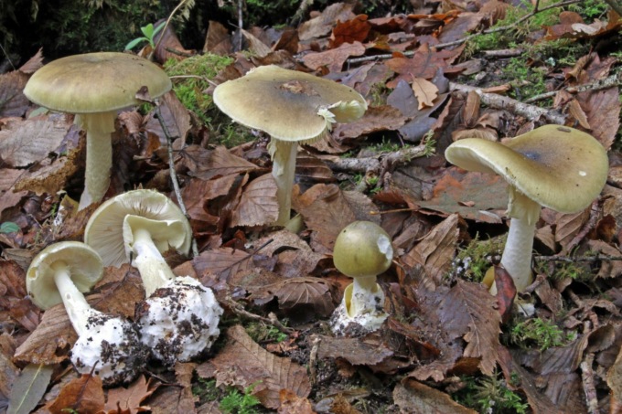 Cucina i funghi raccolti in giardino nel Cremasco e muore intossicata