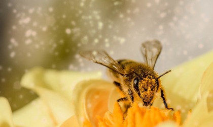 Piantati i primi alberi dell'Oasi della biodiversità al casello di Treviglio, che ha degli alveari "intelligenti"