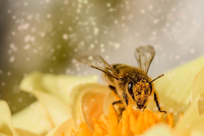 Piantati i primi alberi dell’Oasi della biodiversità al casello di Treviglio, che ha degli alveari “intelligenti”