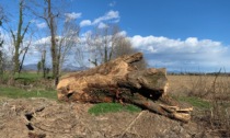 Cascina Spina: dopo il taglio degli alberi, ne verranno ripiantati degli altri