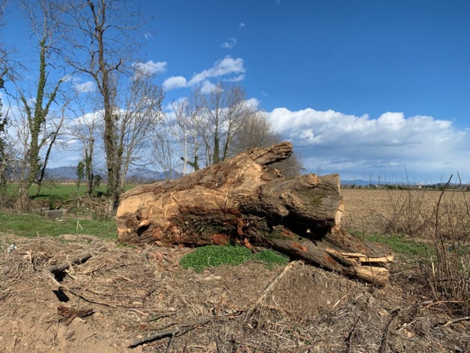 Cascina Spina: dopo il taglio degli alberi, ne verranno ripiantati degli altri