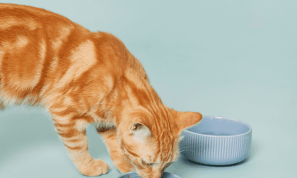 Gatti e carenze alimentari: ecco le più comuni e le soluzioni