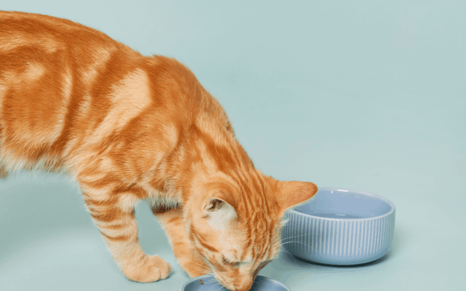 Gatti e carenze alimentari: ecco le più comuni e le soluzioni