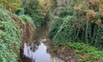 Arbusti, rovi e tronchi nella Morla prima del ponte di Valverde: «Il rischio è che si crei un effetto diga»