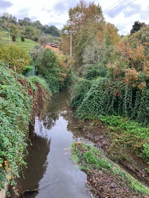 Arbusti, rovi e tronchi nella Morla prima del ponte di Valverde: «Il rischio è che si crei un effetto diga»