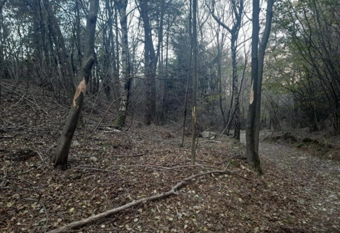 Avvistato (di nuovo) un orso a Solto Collina: segni degli artigli su diversi alberi