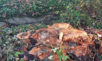 Pognano, troppi alberi secolari tagliati. Fare Verde Bergamo in campo per proteggerli