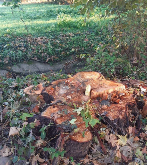 Pognano, troppi alberi secolari tagliati. Fare Verde Bergamo in campo per proteggerli