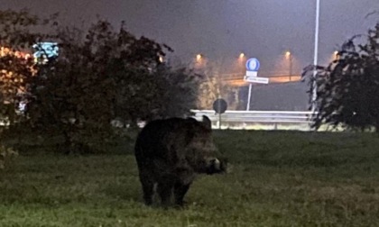 Un cinghiale scorrazza vicino al casello della Brebemi di Caravaggio