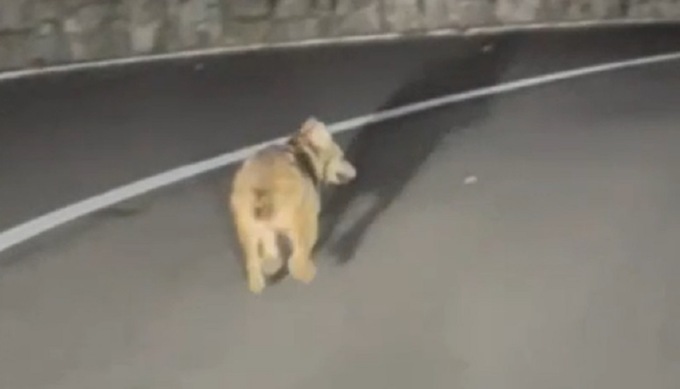 Cucciolo di lupo ripreso mentre trotterella sulla Statale 36, in Valchiavenna (Sondrio)