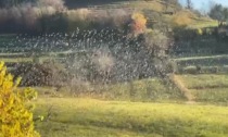 Prove di volo degli storni a Redona, sotto la Maresana