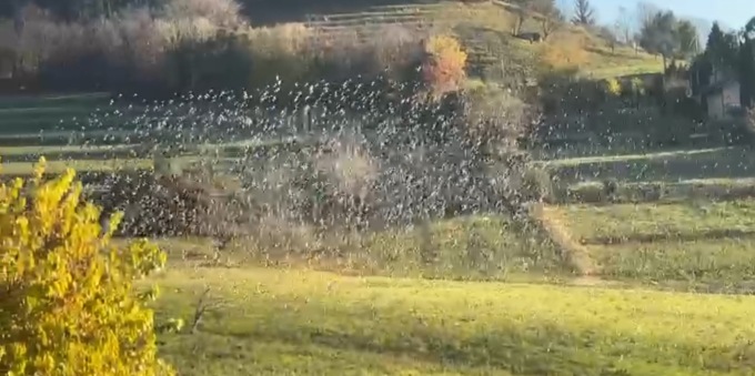 Prove di volo degli storni a Redona, sotto la Maresana
