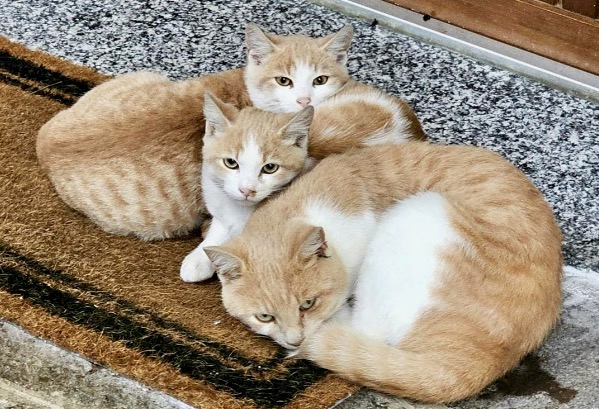 Gatti spariti (di nuovo) alla Roncola di Treviolo: nessuno sa dove siano finiti