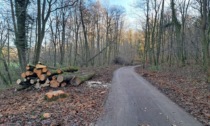 Alberi tagliati per i lavori alla condotta nel Parco dei Colli, Uniacque promette compensazioni