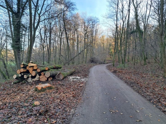 Alberi tagliati per i lavori alla condotta nel Parco dei Colli, Uniacque promette compensazioni