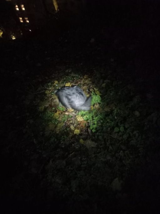 Il cigno nero del parco Locatelli è morto: si alzano le proteste dei cittadini