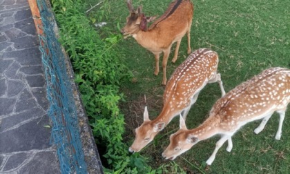 Daini fuggiti a Orio e avvistati a Colognola. L'appello della Locale: «Attenzione in strada»