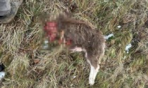 Attacco dei lupi a Oneta, sbranate due capre e feriti altri animali di un'azienda agricola