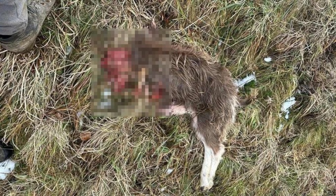Attacco dei lupi a Oneta, sbranate due capre e feriti altri animali di un’azienda agricola