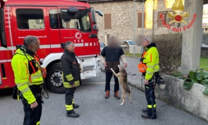 Cane resta bloccato sul Pizzo Tornello a Vilminore, lo salvano i Vigili del Fuoco