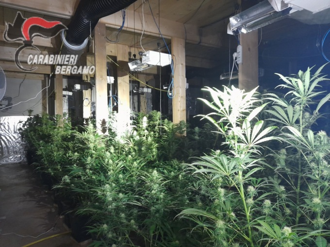 I carabinieri intervengono per un incendio ma trovano 152 piantine di marijuana