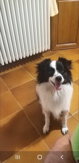 Vertova, cagnolino scomparso da dieci giorni: trovato morto, ucciso da una fucilata